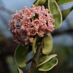 Variegated Hindu Rope, Porcelain Flower, Hoya carnosa 'Picta'